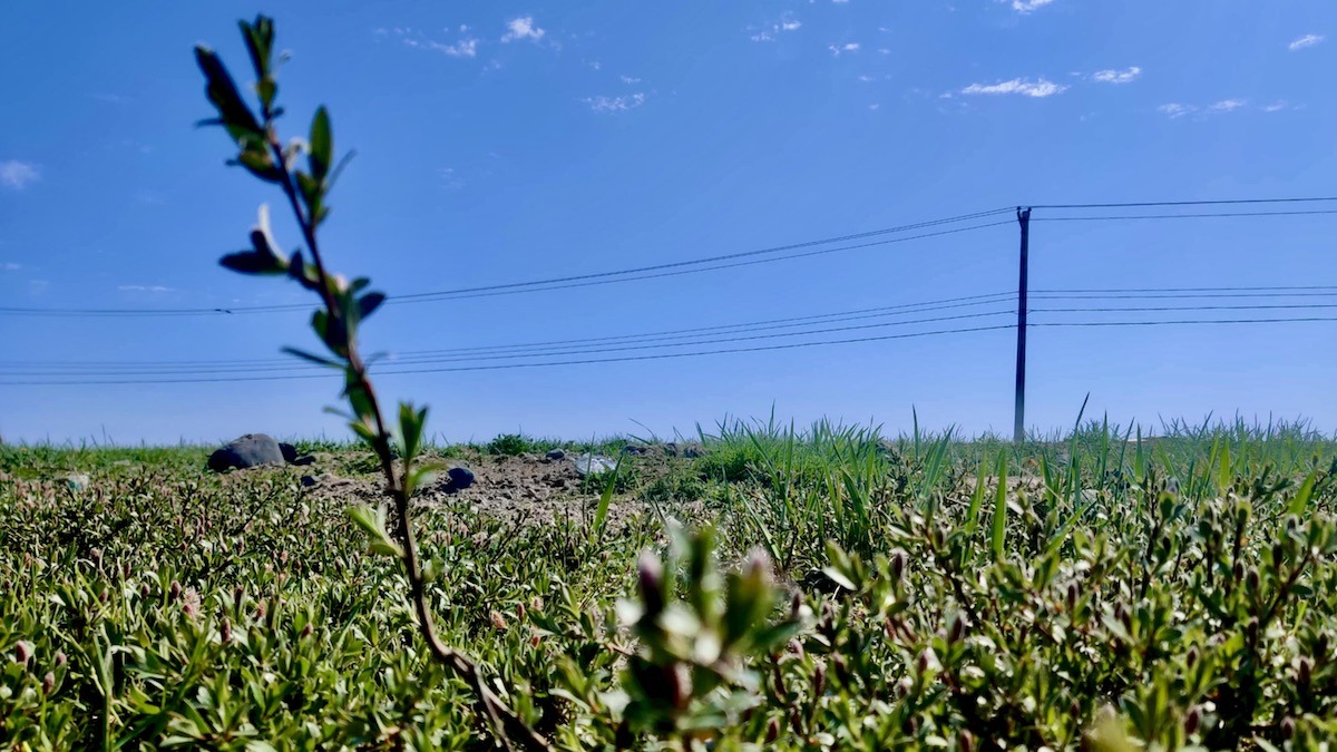 Summer's promise: Green shoots and emerging plants dot the Nunavut tundra.