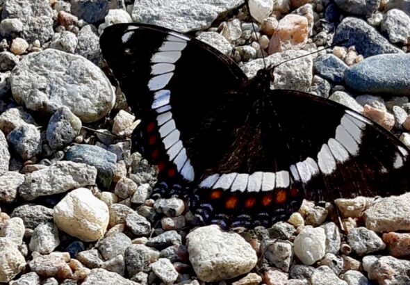 A magnificent White Admiral butterfly rests on a gravel path in Northern Ontario, showcasing its distinctive black wings with broad white bands and touches of orange.