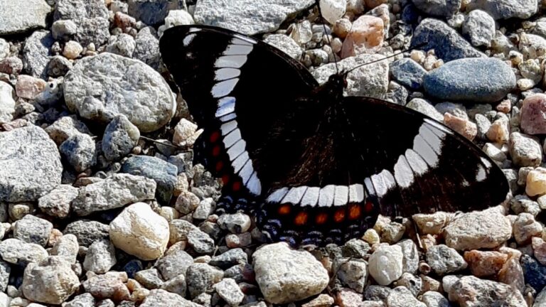 A magnificent White Admiral butterfly rests on a gravel path in Northern Ontario, showcasing its distinctive black wings with broad white bands and touches of orange.