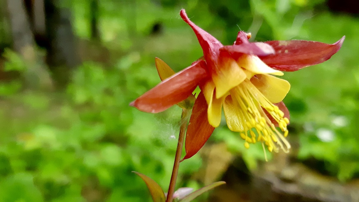 A vibrant Wild Columbine (Aquilegia canadensis) in its natural habitat near Dryden, Ontario. This photograph, part of our summer project documenting local plants, captures the flower's distinctive red and yellow beauty.