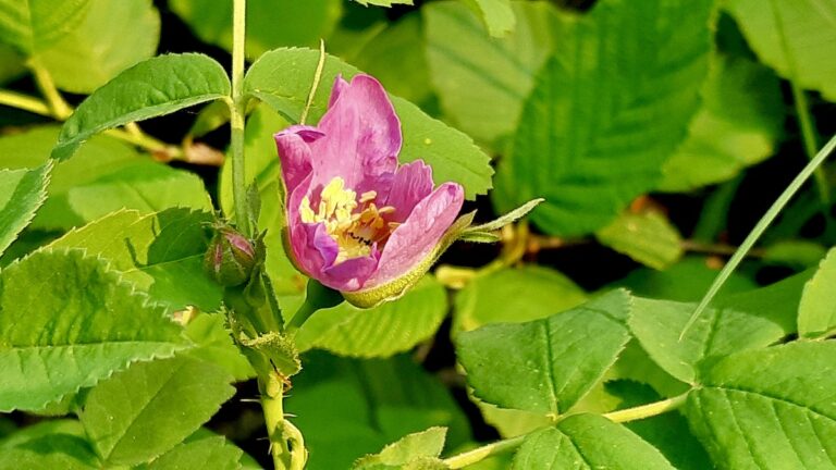 Untamed beauty: a Prickly Rose (Rosa acicularis) bloom, a testament to the resilience of the northern wilderness.