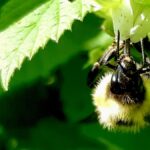 A close-up view reveals the intricate work of a bumblebee on a raspberry flower, a vital interaction for pollination and the health of our local berry crops.