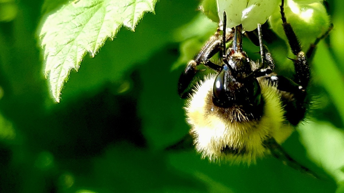 A close-up view reveals the intricate work of a bumblebee on a raspberry flower, a vital interaction for pollination and the health of our local berry crops.