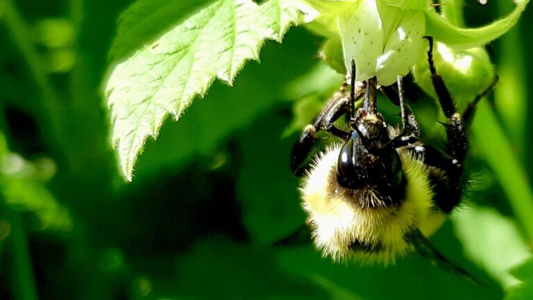 A close-up view reveals the intricate work of a bumblebee on a raspberry flower, a vital interaction for pollination and the health of our local berry crops.