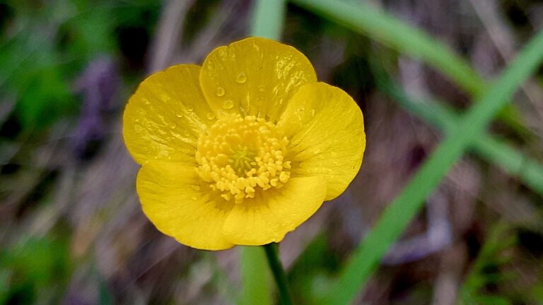 Just a perfect little buttercup, fresh from the field with its morning dew! Love how that pure yellow just glows – such a simple, radiant moment.