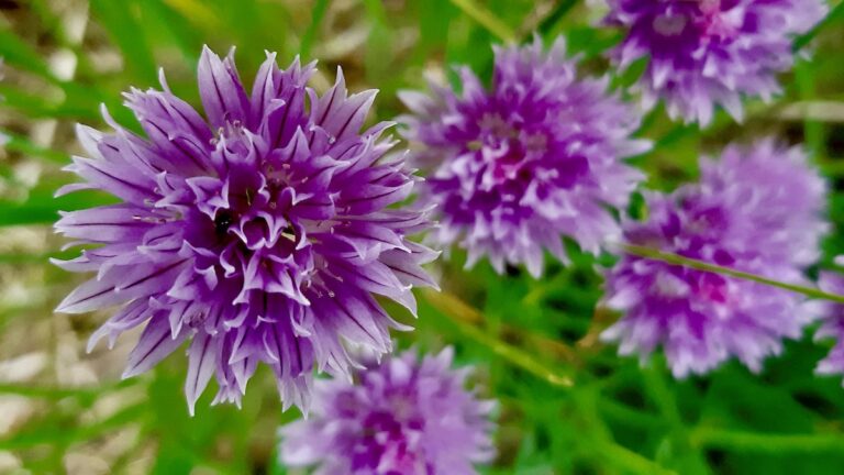 A tight cluster of chive flowers presents a striking study in texture and color, offering a captivating subject for close-up photography within the Living Lab.