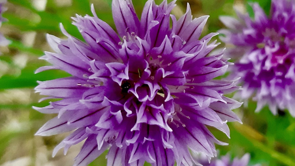 Vibrant purple chive blossoms in full bloom at the Living Lab, offering a beautiful subject for photography and adding to the richness of the community garden.