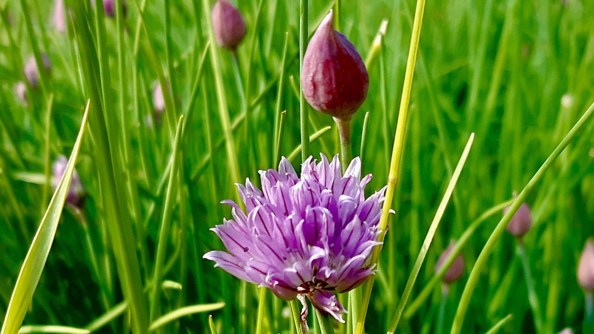 A vibrant, purple chive blossom bursts forth in a delicate, globe-like cluster of tiny florets, a beautiful and edible jewel in the garden. Set against a dense backdrop of their slender, emerald-green, and onion-scented stalks, this blooming stage signifies a healthy, well-established plant.