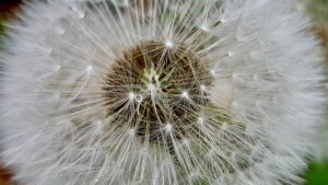 A universe in miniature, each wispy parachute poised for flight, carrying the promise of new life. This macro photograph captures the breathtaking intricacy of a dandelion seed head, highlighting the delicate balance and extraordinary design within nature's unassuming wonders.