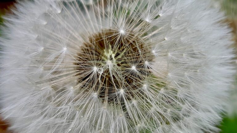 A universe in miniature, each wispy parachute poised for flight, carrying the promise of new life. This macro photograph captures the breathtaking intricacy of a dandelion seed head, highlighting the delicate balance and extraordinary design within nature's unassuming wonders.