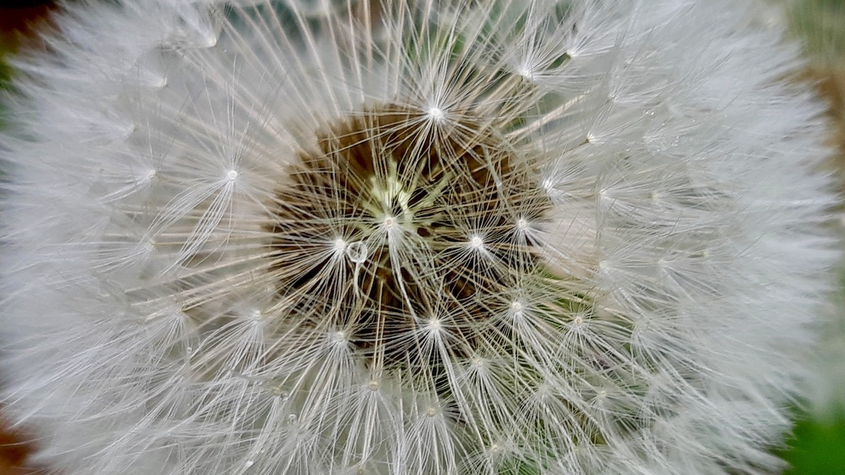 A universe in miniature, each wispy parachute poised for flight, carrying the promise of new life. This macro photograph captures the breathtaking intricacy of a dandelion seed head, highlighting the delicate balance and extraordinary design within nature's unassuming wonders.