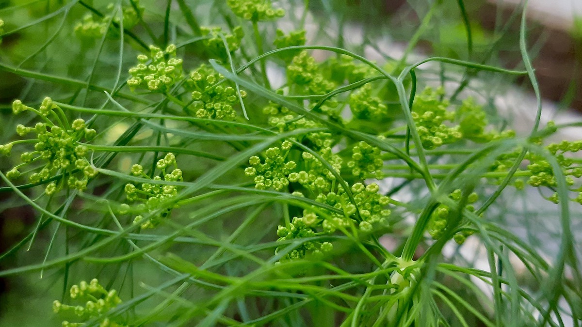 Delicate dill plants are thriving in the Living Lab's community garden, a returning favorite from last year's pilot program.