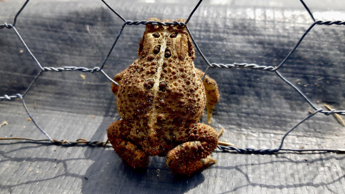 Behold, the undisputed, heavyweight champion of the garden plot. This is what peak performance looks like. With a back like a cobbled lane and the dignified posture of a tiny sumo wrestler, this portly American toad is the best pest control money can't buy. He seems to be plotting his next move from his post against the fence, a warty, welcome monarch in his garden kingdom.
