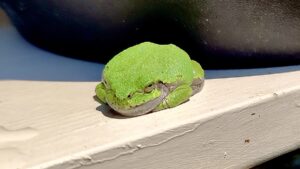 Discover the Gray Treefrog (Dryophytes versicolor), a master of camouflage. Except in this photo, it's hardly hiding!