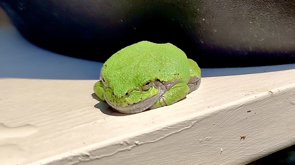 Discover the Gray Treefrog (Dryophytes versicolor), a master of camouflage. Except in this photo, it's hardly hiding!