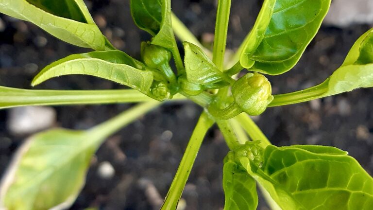 These small, tightly-closed green buds nestled amongst the glossy leaves of the pepper plant are a welcome sight and a critical milestone. This is indeed the flowering stage, a clear sign that the plant is healthy, mature, and ready to begin the process of fruiting. Each of these nascent buds holds the promise of a future pepper. With continued sunlight and care, they will soon open into small, delicate flowers, which, once pollinated, will transform into the crisp, sweet green peppers destined for the table.