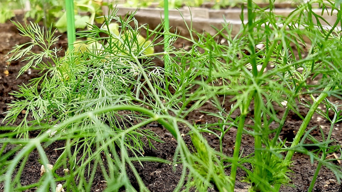 Dill: From soil to simmer — this hardy northern herb brings a burst of freshness to our beds and our kitchens. A quiet favourite that’s become a returning star in our growing season.