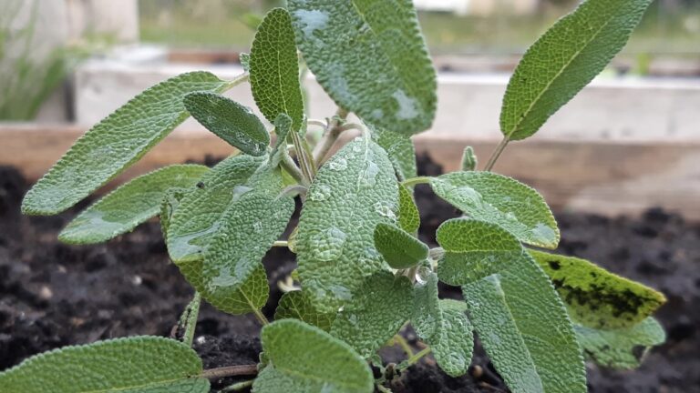 This week, we planted sage in our community garden—a small act with deep roots. Known for its medicinal, culinary, and ceremonial uses, sage has long been a symbol of wisdom and renewal.