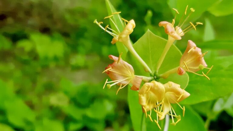 A vibrant Hairy Honeysuckle (Lonicera hirsuta) in its natural glory near Dryden, Ontario. This photo, part of our summer project documenting local plants, highlights the striking golden blooms of this beautiful native vine.