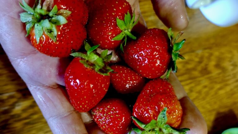Beautiful, ripe strawberries, hand-picked after a season of careful cultivation.