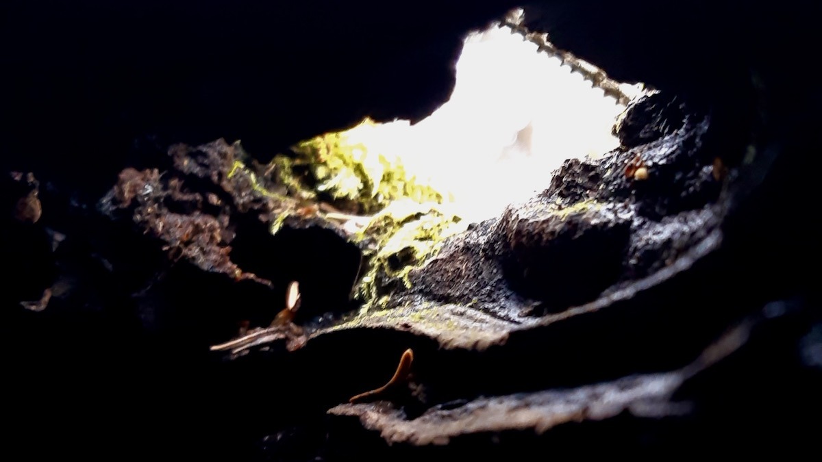 Capturing the view from inside a decaying tree stump. We're having a great time with our land-based activities and living lab, capturing the world around us from he inside out.