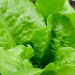 ECO-STAR North: The Gardener's Ethos: To Tend the Garden.