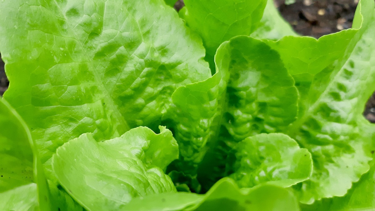 ECO-STAR North: The Gardener's Ethos: To Tend the Garden.