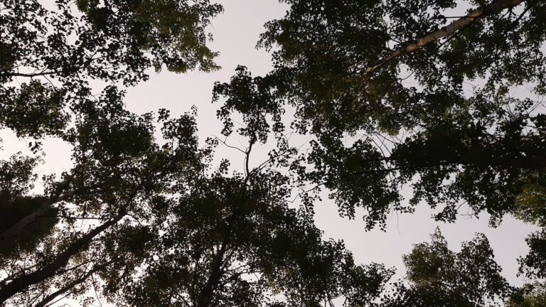 Take a moment to look up. The intricate beauty of the trees in our parks offers a wonderful escape and a refreshing dose of nature's artistry.