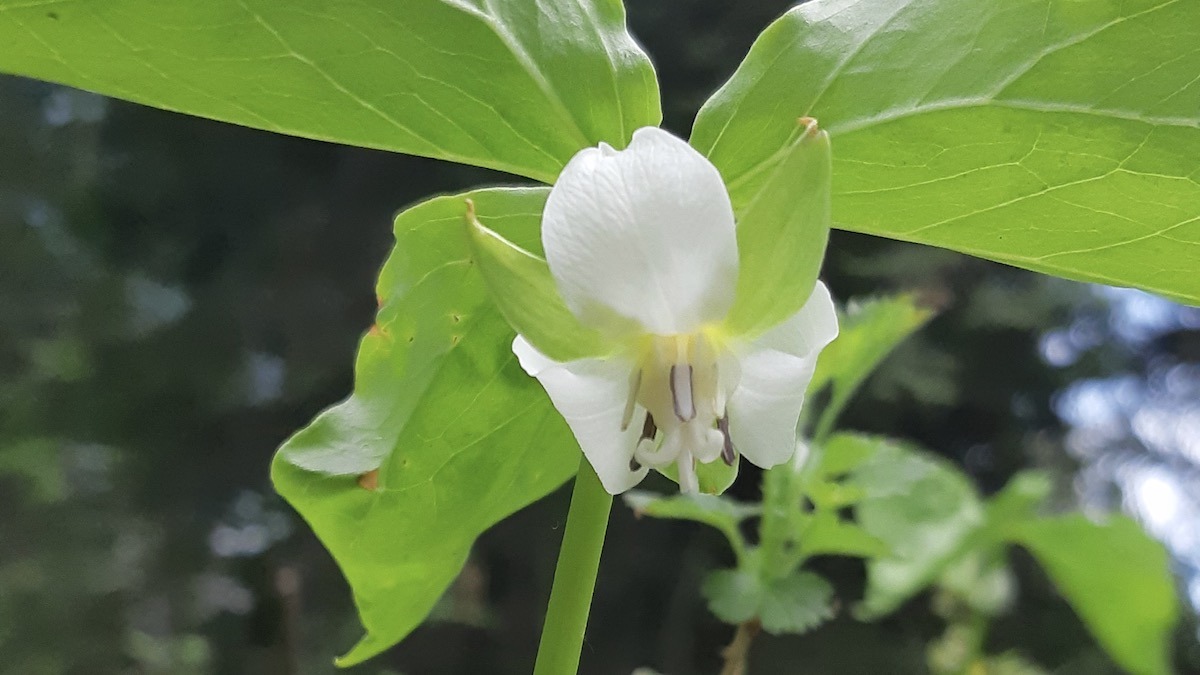 The Nodding Trillium was one of the many plants that truly fascinated us this year. We had walked past it countless times, never realizing it was quietly growing all around us—hiding its delicate white bloom beneath its leaves. Once we finally noticed it, we began to understand why so many traditional plants are described as humble teachers.