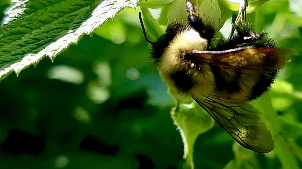 A busy bumblebee works diligently, pollinating a raspberry flower in a northern patch. This essential interaction helps ensure a bountiful berry harvest later this summer.