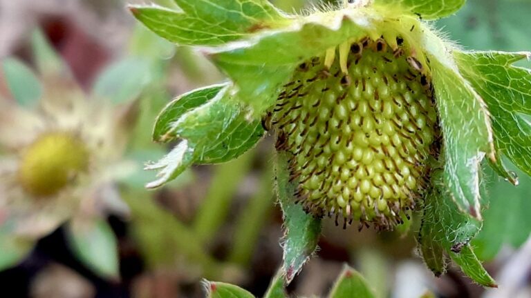 The first tiny berries are emerging in our Northwestern Ontario land lab, inspiring growth in nature and our vibrant arts program!
