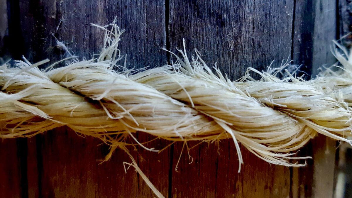 This striking close-up captures the quiet narrative of endurance and natural beauty, ideal for those seeking rustic and evocative photographic inspiration.