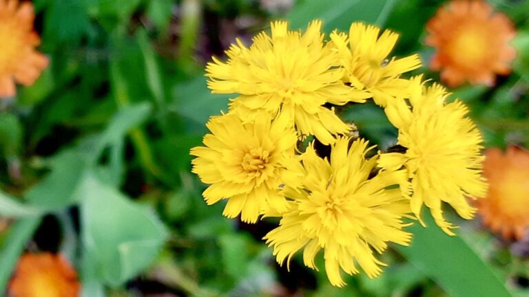 Vibrant orange and yellow hawkweed blossoms dot the fields at the Living Lab, providing a striking subject for this year's photography and plant documentation focus.
