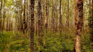 Stepping into the silence of the forest, embracing the beauty of our Canadian green spaces. With June being Parks and Recreation Month, there's no better time to hit the trails and experience moments like this!
