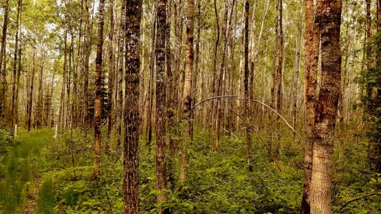 Stepping into the silence of the forest, embracing the beauty of our Canadian green spaces. With June being Parks and Recreation Month, there's no better time to hit the trails and experience moments like this!