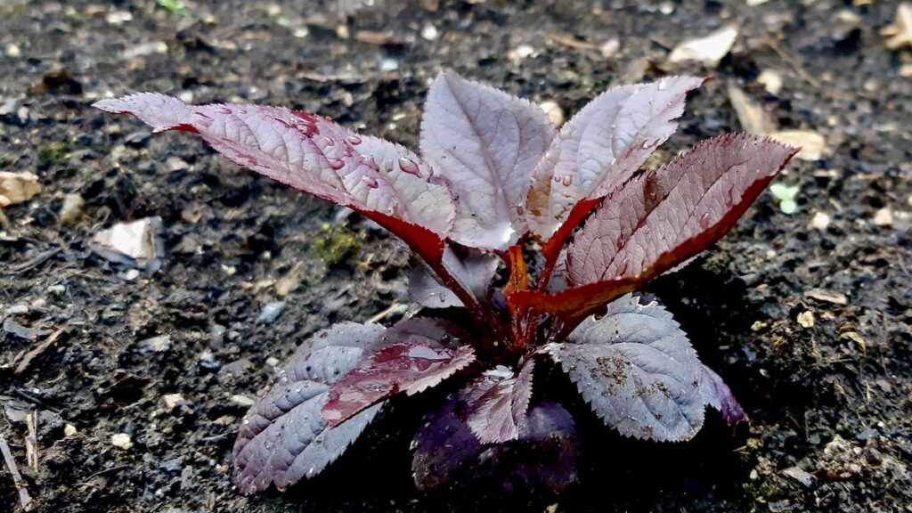 Interestingly, not all our apple trees are sporting the same shade of green. Some of our young apple saplings have developed beautiful reddish-purple leaves, adding a unique splash of color to our garden.