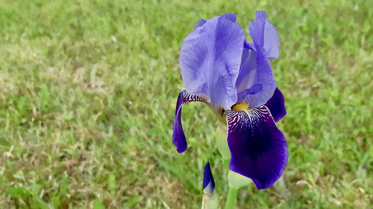 Behold the exquisite beauty of a purple iris in full bloom. Its velvety falls, adorned with intricate veining and a striking golden beard, unfurl gracefully, showcasing nature's meticulous artistry.