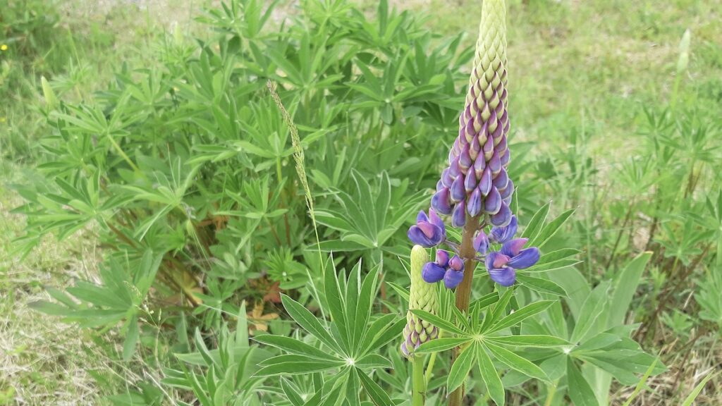 A magnificent display of purple lupins, their towering spires adorned with countless individual blossoms. Each flower, a delicate blend of rich purples and subtle variations in hue, creates a breathtaking tapestry of color and texture. The elegant form of these blooms, reaching towards the sky, is a testament to the beauty and resilience of nature.