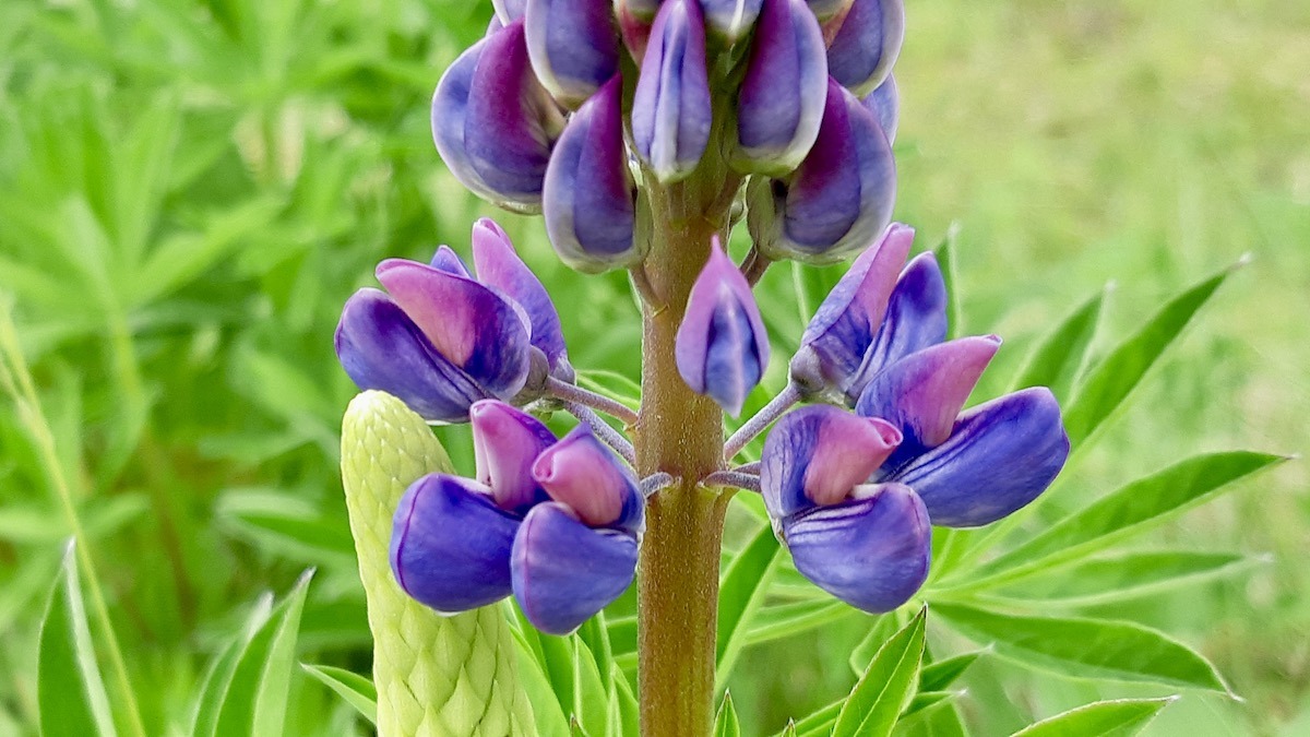 Delicate yet striking, these purple lupins are unfurling in full glory, their individual blossoms creating a magnificent tower of color. It's moments like these that truly highlight the magic of a summer garden.