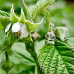 raspberry-fruiting-flowering-growing