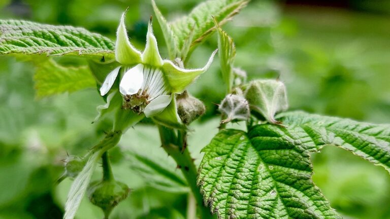 raspberry-fruiting-flowering-growing