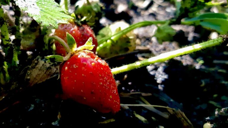 The vibrant red of the first ripe strawberries emerges from the rich soil, marking a joyful milestone in this year's sustainable agriculture and food production program for northern Indigenous communities.