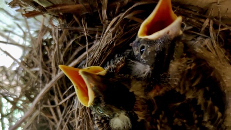These two little robin chicks are doing their best "feed me!" impression, and honestly, it's the cutest thing ever. So much life and anticipation in those tiny, open beaks! It's a privilege to witness these precious moments in nature.