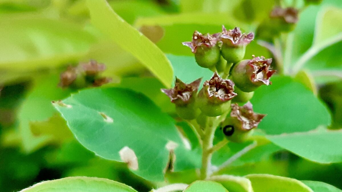 Look what's starting to appear! These tiny green berries are the first sign of a bountiful Saskatoon berry harvest to come. Soon they'll ripen into delicious, juicy saskatoons perfect for picking, pies, and preserves.