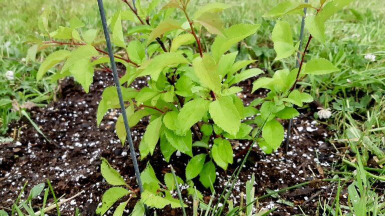 One of the newest additions, this apple tree was seeded last winter in the greenhouse and was just planted in its new home.