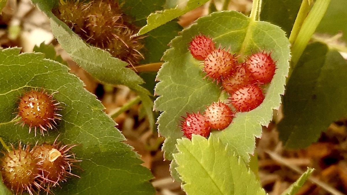 What a transformation! These aren't berries – they're spiky rose galls, caused by tiny gall wasps. The shift from duller tones to this brilliant red signals different stages of their development, offering a fascinating peek into the intricate ecosystem of wild roses. Have you spotted these near you?