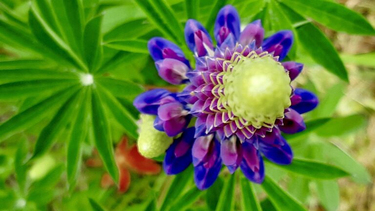 Just soaking in the incredible details of this summer lupin! Those blues and purples, the intricate layering... it's a whole art piece in itself. Getting so much inspiration from nature's own designs lately!