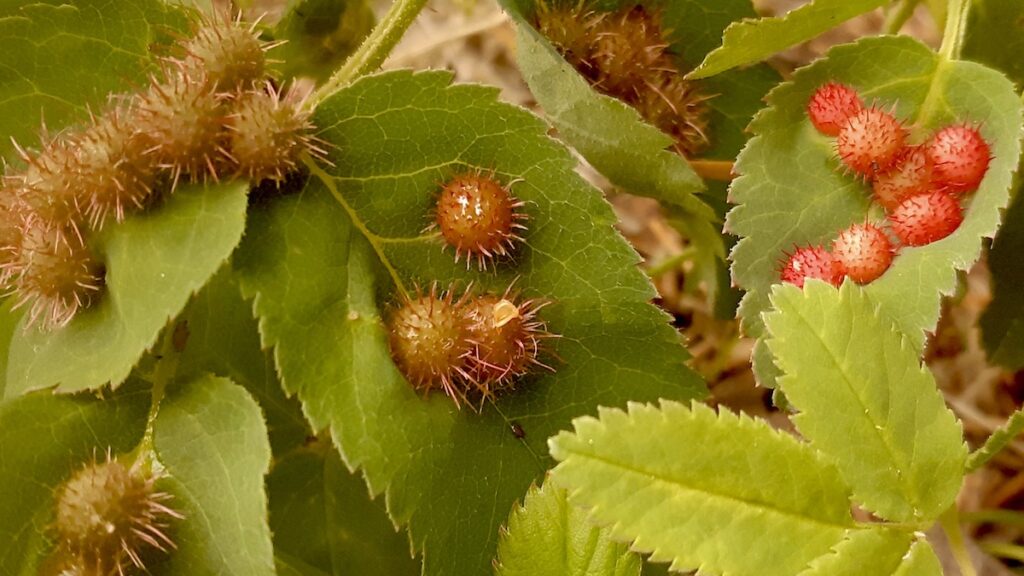 A closer look reveals the remarkable progression of wild rose galls. Notice the younger, yellowish-brown spiky growths alongside the vibrant, eye-catching red ones. These plant galls are a common and harmless sight on wild roses, each a miniature world housing a developing insect.