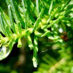 weeping-pine-tree-rain