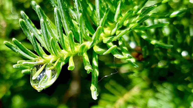 weeping-pine-tree-rain